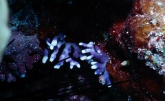 Distichopora violacea