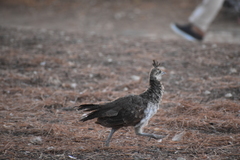 Pavo cristatus