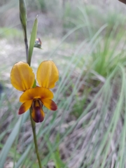 Diuris magnifica