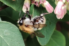 Bombus
