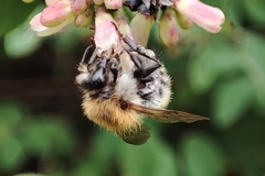 Bombus