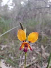 Diuris magnifica