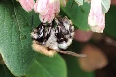 Bombus