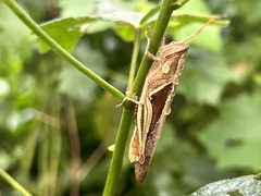 Stenocatantops splendens