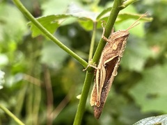Stenocatantops splendens