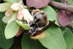 Bombus