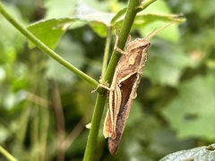 Stenocatantops splendens