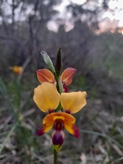 Diuris magnifica