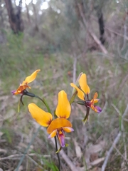 Diuris magnifica