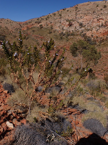 Image of Eremophila Acrida (Eremophila acrida) by (c) Nina Kerr, some rights reserved (CC BY)