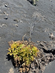 Astydamia latifolia image