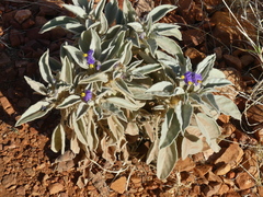 Solanum quadriloculatum