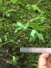 Aconitum noveboracense