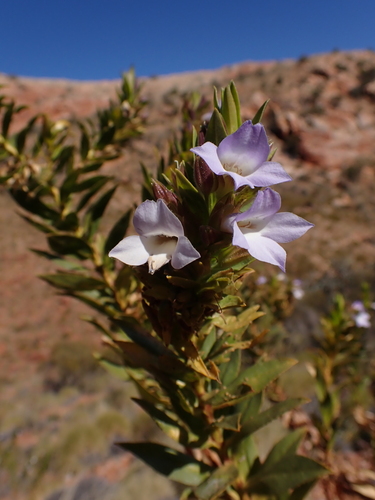 Image of Eremophila Acrida (Eremophila acrida) by (c) Nina Kerr, some rights reserved (CC BY)
