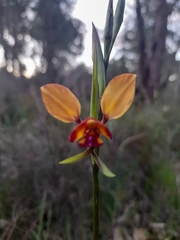 Diuris magnifica