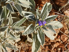 Solanum quadriloculatum