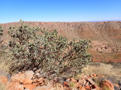 Eucalyptus minniritchi