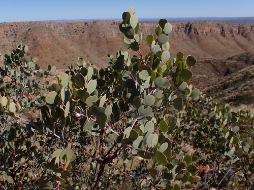 Image of Eucalyptus minniritchi by (c) Nina Kerr, some rights reserved (CC BY)