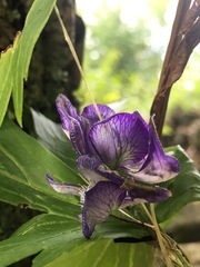 Aconitum noveboracense