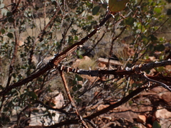 Eucalyptus minniritchi