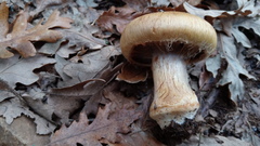 Glaucopodes