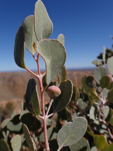 Image of Eucalyptus minniritchi by (c) Nina Kerr, some rights reserved (CC BY)