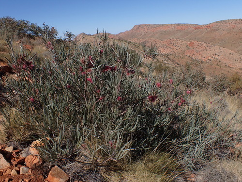 Image of Hakea grammatophylla by (c) Nina Kerr, some rights reserved (CC BY)