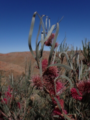 Hakea grammatophylla