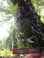 Aconitum noveboracense