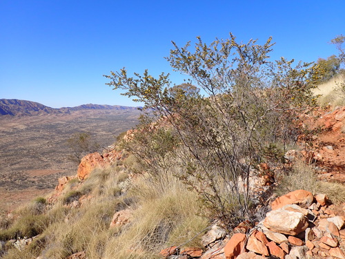 Image of Acacia maitlandii by (c) Nina Kerr, some rights reserved (CC BY)
