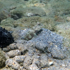 Cryptocentrus leptocephalus