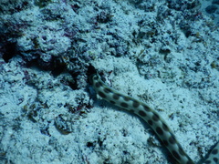 Myrichthys maculosus