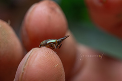 Choutagus longicephalus