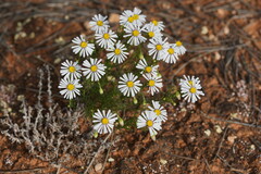 Minuria leptophylla