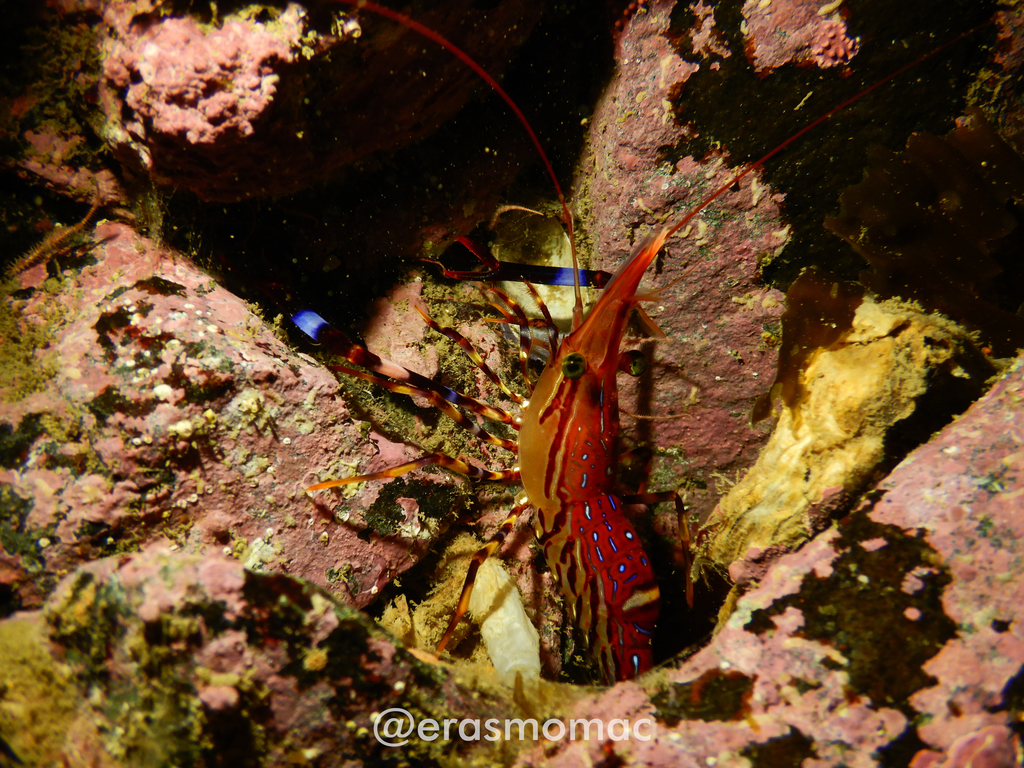 Painted Shrimp