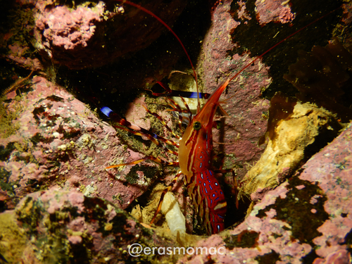 Campylonotus vagans