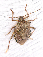 Halyomorpha halys