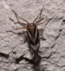 Delphax crassicornis