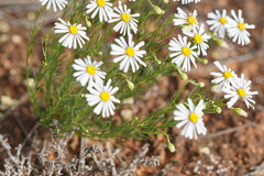 Minuria leptophylla