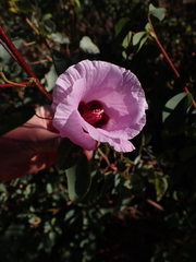 Gossypium sturtianum