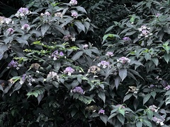 Hydrangea longifolia