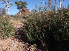 Gossypium sturtianum