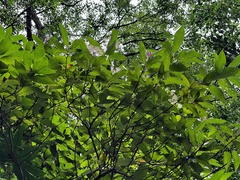 Hydrangea longifolia