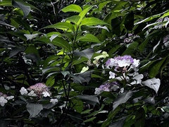 Hydrangea longifolia