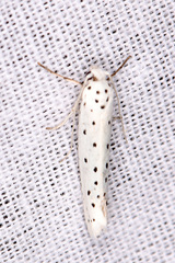 Yponomeuta irrorellus