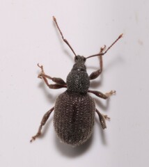 Otiorhynchus rugosostriatus