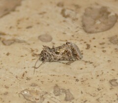 Thysanoplusia daubei