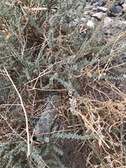 Reaumuria songarica