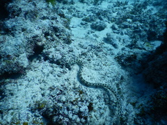 Myrichthys maculosus