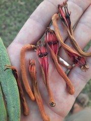 Phragmanthera dschallensis